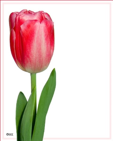 A Single Tulip