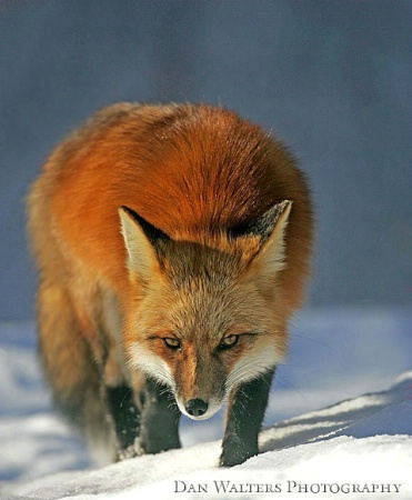 Red Fox