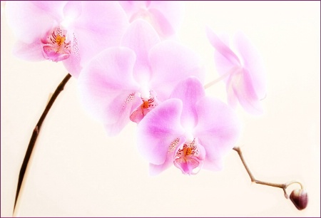 Orchids