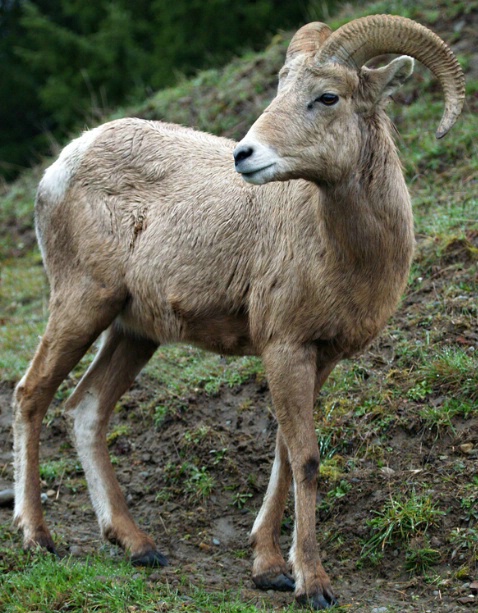 Big Horn Sheep