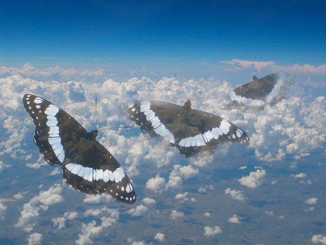 Butterflies on Patrol