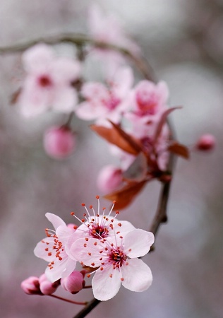 Spring Blossoms II