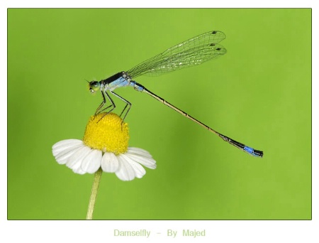 damselfly