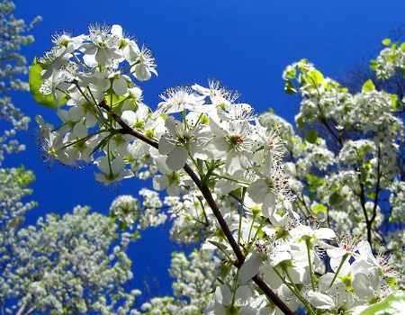 Bradford Blooms