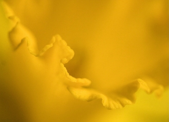 Daffodil detail #2