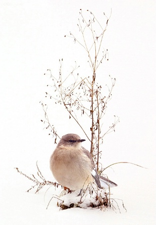 Mockingbird