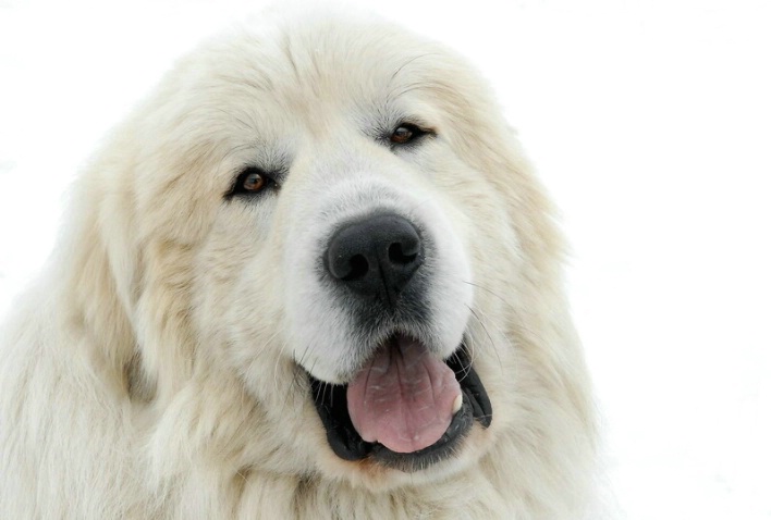 A Great Pyrenees