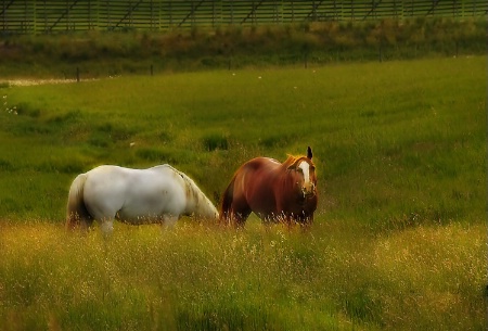 Spring Grazing