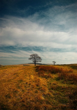 golden landscape