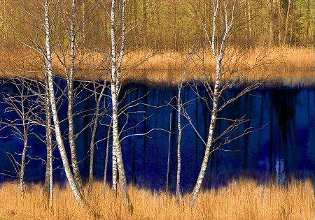 Betula Treasure