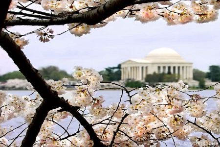 Cherry Blossoms in April