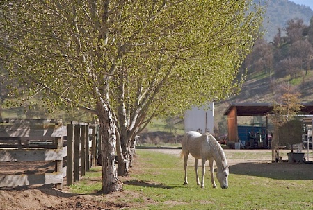 Twin Oaks Horse Farm