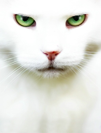 White Cat