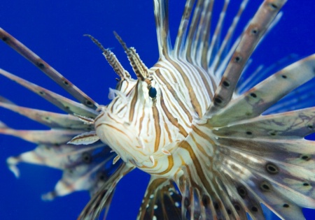 Lion Fish