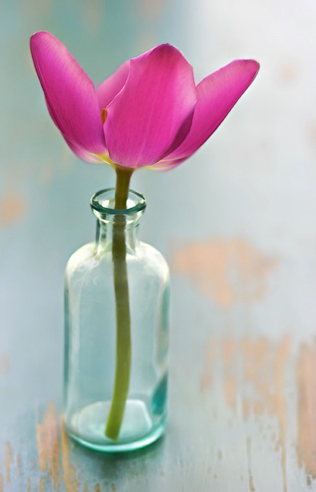 Tulip in Bottle