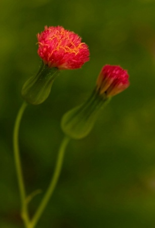 Surprise in the grass