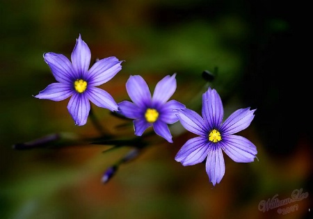 Three flowers.