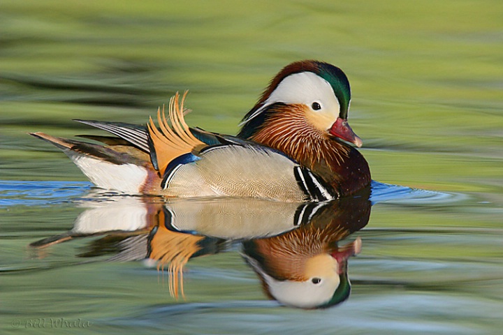 Mandarin Duck