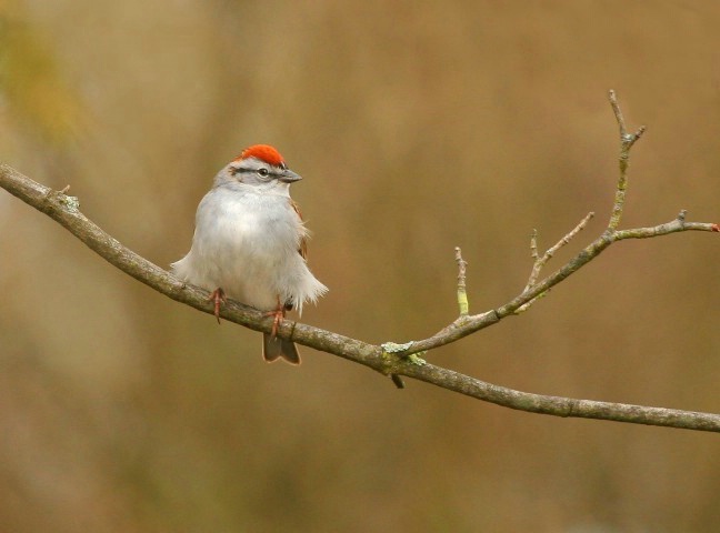 Chipping Sparrow