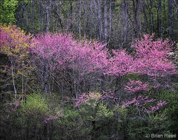 Redbuds