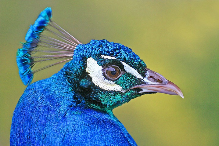 Peacock Portrait