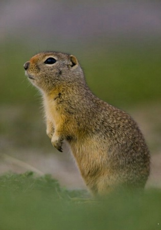 Prairie Dog