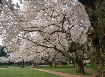 Campus Blossom 2