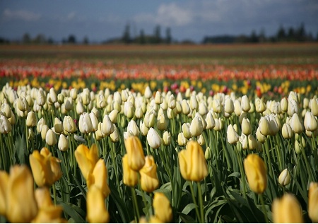 White Tulips