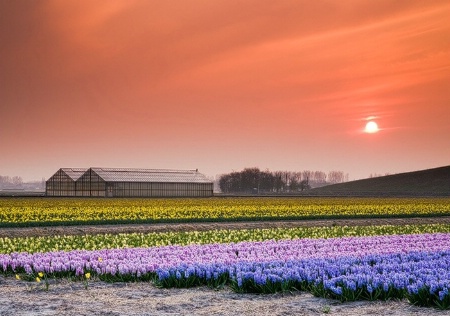 Hyacinth Field