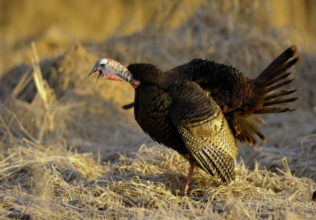 Wild Turkey Gobbling