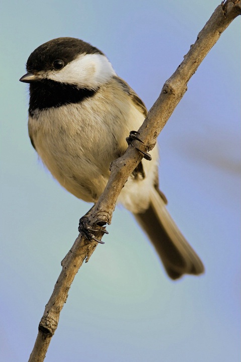 Chickadee Closeup