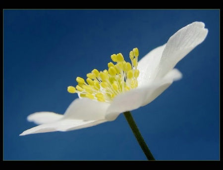 white on blue