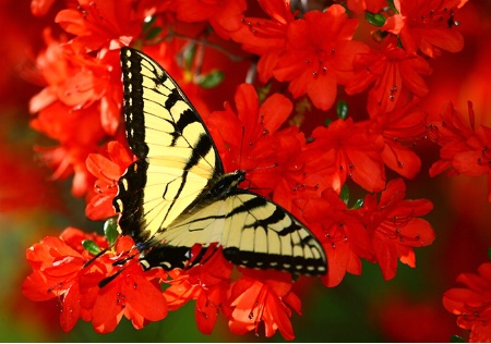 Red Azalea's