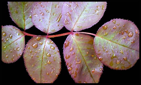 Rose Leaves