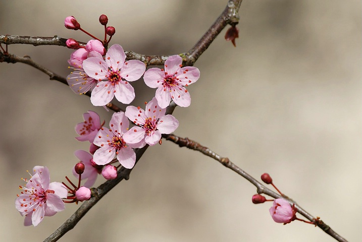 Springtime pink 