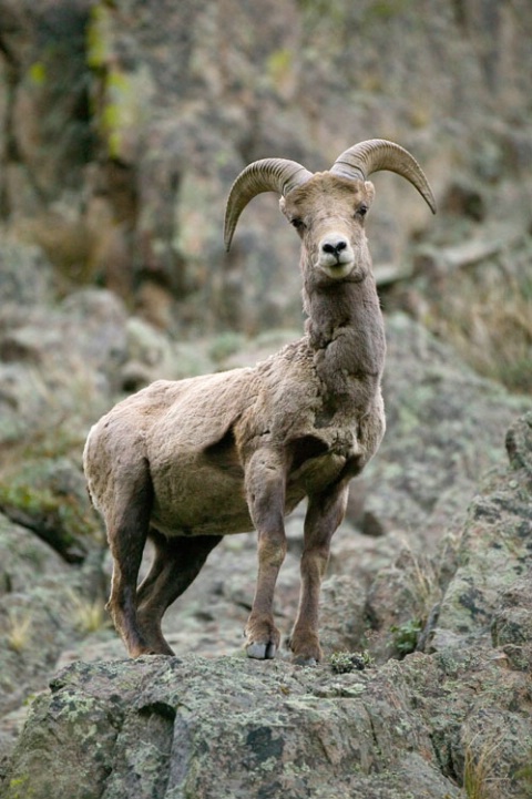 Bighorn Sheep