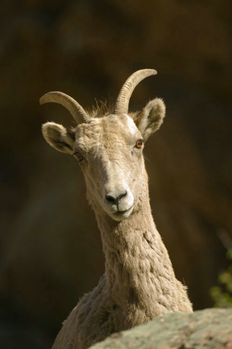 Bighorn Sheep