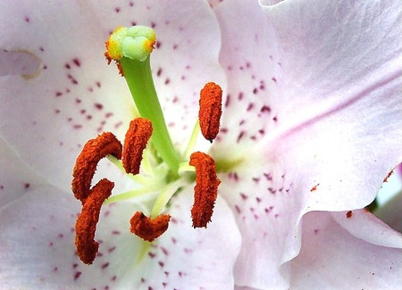 Stargazer Lily