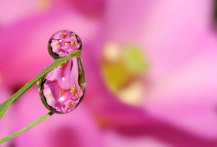 Pink refraction