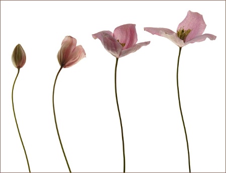 clematis opening