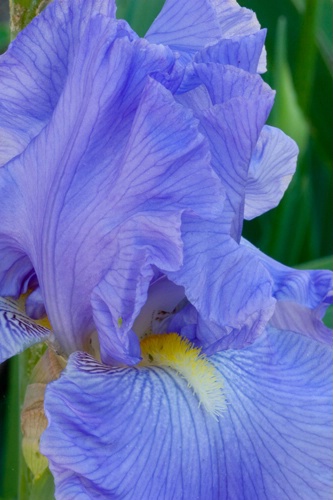 Iris