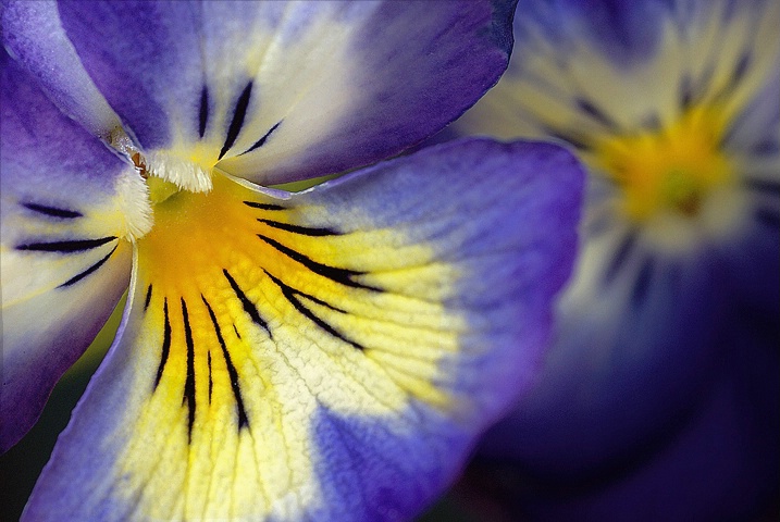 Pansies