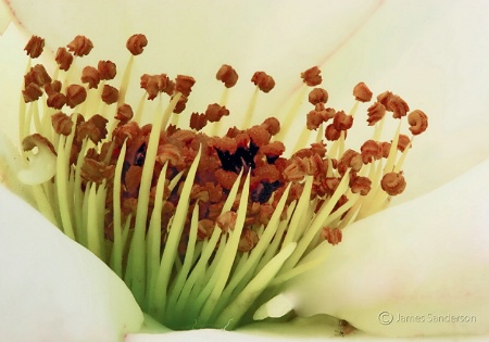 Rose Blossom Macro