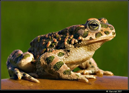 European Green Toad