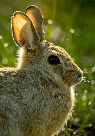 Back Lit Bunny