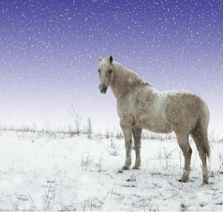 Snow Horse