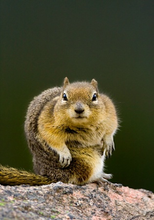 Chipmunk!