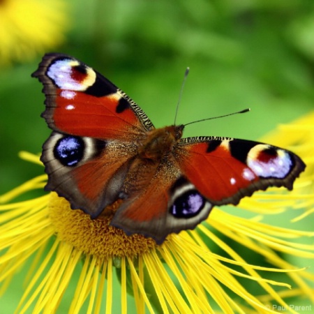 Resting on the flower.