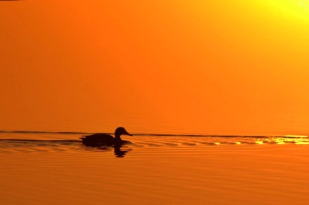 Duck at Sunrise