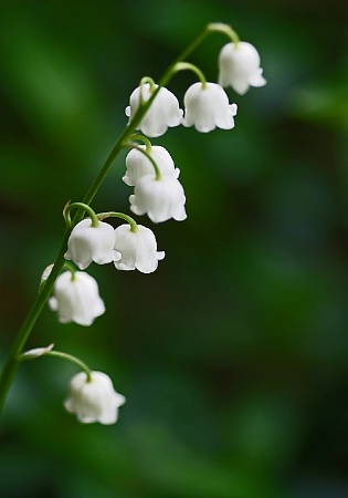 Lilies of the Valley